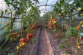 UV4 Folie in 12m Breite Folientunnel Frühbeet Tomatenhaus Treibhausfolie Gewächshausfolie (Meterware) - 1,50€/m² - Thumbnail 6