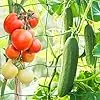 KINGLAKE Ranknetz für Kletterpflanzen, Gurkennetz 3.6X1.8M, Rankhilfe Gurken Netz, Pflanzennetze Kletternetz, Hochbeet Rank Netz, Rankgitter für Gewächshaus Garten Bohnen Tomaten-Grün - Thumbnail 2