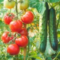 KINGLAKE Ranknetz für Kletterpflanzen, Gurkennetz 3.6X1.8M, Rankhilfe Gurken Netz, Pflanzennetze Kletternetz, Hochbeet Rank Netz, Rankgitter für Gewächshaus Garten Bohnen Tomaten-Grün - Thumbnail 12