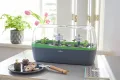 Romberg BoQube L Plus Mini Gewächshaus Anzuchtset & Pflanzkasten mit 10 selbstbewässernden Pflanzzellen und Bewässerungssystem, Zimmergewächshaus für Indoor Kräutergarten, 41×17×23 cm, Anthrazit-Grün - Thumbnail 2