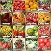 Prademir – Tomatensamen Set aus 16 seltenen & alten Sorten – Tomaten Anzuchtset mit 100% Natursamen handverlesen aus Portugal – Tomatensaat mit hoher Keimrate für Garten, Balkon, Terrasse, Gewächshaus – Bild 2