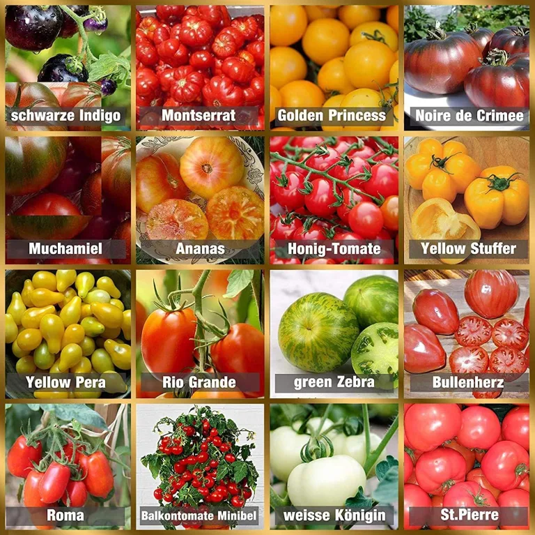 Prademir – Tomatensamen Set aus 16 seltenen & alten Sorten – Tomaten Anzuchtset mit 100% Natursamen handverlesen aus Portugal – Tomatensaat mit hoher Keimrate für Garten, Balkon, Terrasse, Gewächshaus – Bild 1