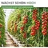 Stabtomaten Harzfeuer F1 Samen - Solanum lycopersicum - Tomatensamen - Gemüsesamen - Saatgut für 15 Pflanzen – Bild 4
