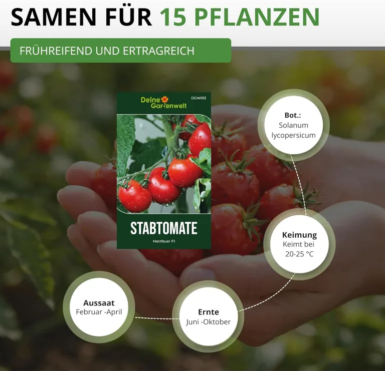 Stabtomaten Harzfeuer F1 Samen - Solanum lycopersicum - Tomatensamen - Gemüsesamen - Saatgut für 15 Pflanzen – Bild 6