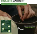 Stabtomaten Harzfeuer F1 Samen - Solanum lycopersicum - Tomatensamen - Gemüsesamen - Saatgut für 15 Pflanzen - Thumbnail 7