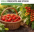 Stabtomaten Harzfeuer F1 Samen - Solanum lycopersicum - Tomatensamen - Gemüsesamen - Saatgut für 15 Pflanzen - Thumbnail 8