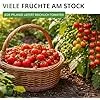 Stabtomaten Harzfeuer F1 Samen - Solanum lycopersicum - Tomatensamen - Gemüsesamen - Saatgut für 15 Pflanzen - Thumbnail 2