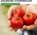 Stabtomaten Harzfeuer F1 Samen - Solanum lycopersicum - Tomatensamen - Gemüsesamen - Saatgut für 15 Pflanzen - Thumbnail 5