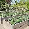 UNUS Bambusstäbe, Pflanzenstäbe zur Stabilisierung von Pflanzen im Garten, Rankstäbe Bambus 120 cm naturfarbend, 25 Stück - Thumbnail 2