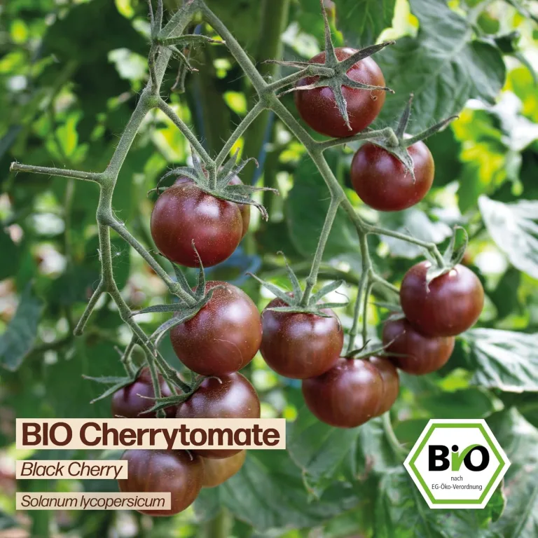 Samenliebe BIO Cherrytomaten Samen | Tomate Black Cherry - süß & klein - samenfestes BIO Saatgut – Bild 6
