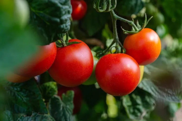 Sperli Premium Tomaten Samen Matina ; sehr frühe und aromatische Tomate ; Tomaten Saatgut – Bild 4