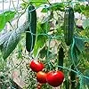 2 Stück Ranknetz für Rankhilfe Gurken, Tomaten Rankhilfe, Ranknetz für Kletterpflanzen Gewäch Gemüse,Bohnen Rankhilfe，Gewächshaus Zubehör - 1,8 x 1,8 m – Bild 2