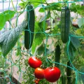2 Stück Ranknetz für Rankhilfe Gurken, Tomaten Rankhilfe, Ranknetz für Kletterpflanzen Gewäch Gemüse,Bohnen Rankhilfe，Gewächshaus Zubehör - 1,8 x 1,8 m - Thumbnail 5