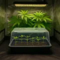 Weedness Gewächshaus Grow Hart 57 x 38 x 22 cm - Grow Anbau Indoor & Outdoor Tomaten Anzucht Mini Zimmer Stecklinge Zubehör Balkon Frühbeet Drinnen Garten Pflanzen - Thumbnail 2