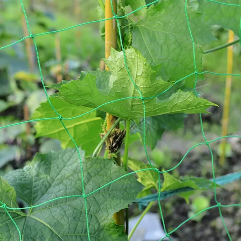 Rankhilfe Gurken Ranknetz für Gurken - Rankhilfe Garten Tomaten, Sehr Passend Netz für Kletterpflanzen Gewächshaus Zubehör, Pflanzennetz 180x270 für Garten Gewächshaus – Bild 10