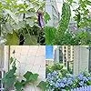 Rankhilfe Gurken Ranknetz für Gurken - Rankhilfe Garten Tomaten, Sehr Passend Netz für Kletterpflanzen Gewächshaus Zubehör, Pflanzennetz 180x270 für Garten Gewächshaus – Bild 3