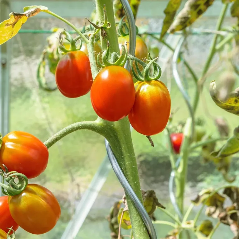 KARAT Tomatenspiralstäbe - 180 cm Länge - 10 Stück - Tomatenstab - Spiralstab - Rankstab - Tomaten Rankhilfe - Pflanzstab aus verzinktem Stahl – Bild 6