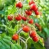 KARAT Tomatenspiralstäbe - 180 cm Länge - 10 Stück - Tomatenstab - Spiralstab - Rankstab - Tomaten Rankhilfe - Pflanzstab aus verzinktem Stahl – Bild 2