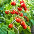 KARAT Tomatenspiralstäbe - 180 cm Länge - 10 Stück - Tomatenstab - Spiralstab - Rankstab - Tomaten Rankhilfe - Pflanzstab aus verzinktem Stahl - Thumbnail 5