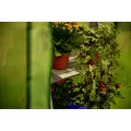 Grindi - Tomaten Gewächshaus, Foliengewächshaus mit PVC Folie und Fernster, Transparent, 100x50x170cm, Gewächshaus Klein, Garten, Balkon,Winterfest Tomatenhaus für Optimales Pflanzenwachstum - Thumbnail 6
