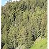 Gartenwelt Riegelsberger Hochbeet 180x80x72 cm aus modernen Rhombusleisten Lärchenholz Natur Kräuterbeet Gemüsebeet Pflanzbeet – Bild 3