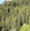 Gartenwelt Riegelsberger Hochbeet 180x80x72 cm aus modernen Rhombusleisten Lärchenholz Natur Kräuterbeet Gemüsebeet Pflanzbeet - Thumbnail 7