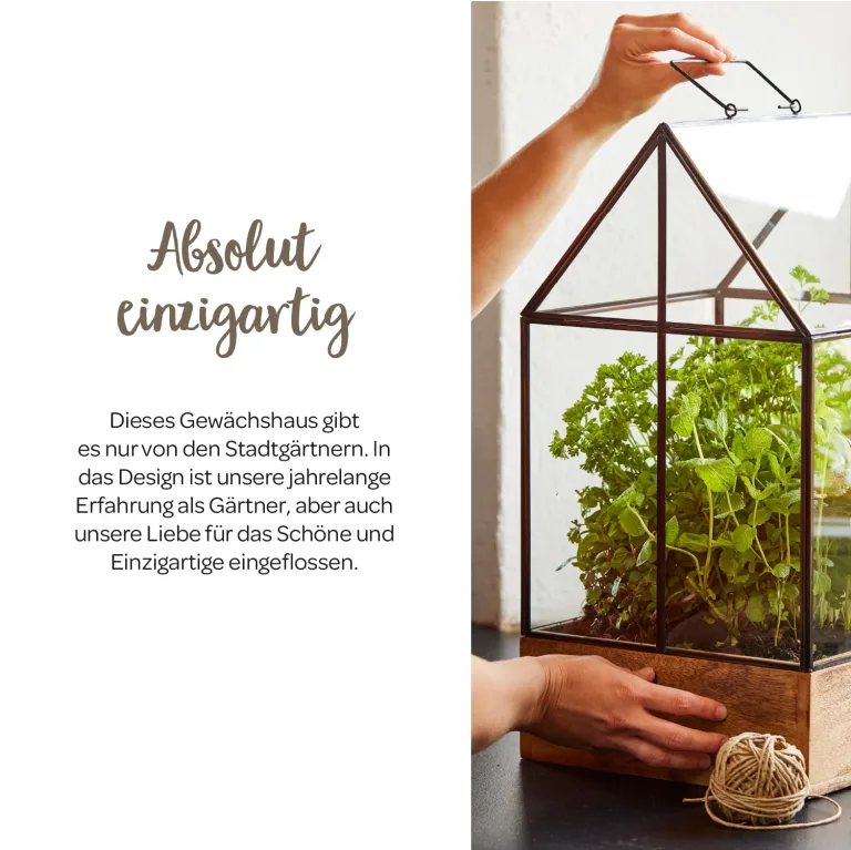 Modernes Gewächshaus als Deko, für Anzucht & für Kräuter | Aus Glas, recyceltem Holz und Metall | Zimmergewächshaus als Dekoration | 27 x 27 x 48 cm | – Bild 3