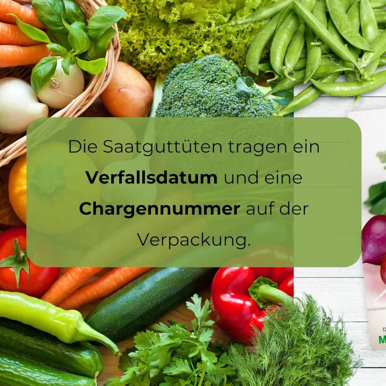 Grünkohl Rednex 2g, Robuste Gemüsesamen, Gemüse Samen, Samen Anzucht – Bild 9