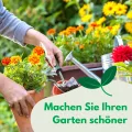 Eisbergsalat Samen Larsen 1g, Eissalat Salat Grün Robuste Gemüsesamen, Gemüse Samen, Samen Anzucht, Saatgut für Gewächshaus - Thumbnail 6