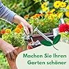 Rettich Poloneza Radieschen Samen 10g (Etwa 1500 Samen) Frühe Sorte, Robuste Gemüsesamen, Gemüse Samen, Samen Anzucht, Saatgut für Gewächshaus - Thumbnail 2