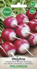Rettich Poloneza Radieschen Samen 10g (Etwa 1500 Samen) Frühe Sorte, Robuste Gemüsesamen, Gemüse Samen, Samen Anzucht, Saatgut für Gewächshaus - Thumbnail 1