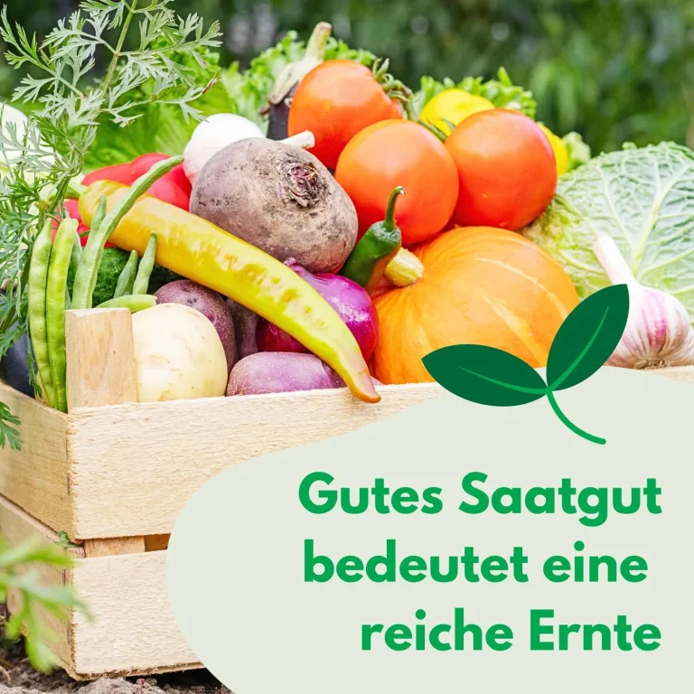 Schwarze Cherry-Tomate 0,2g (Etwa 300 Samen) Black Cherry Robuste Gemüsesamen, Gemüse Samen, Samen Anzucht, Saatgut für Gewächshaus – Bild 5