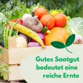Schwarze Cherry-Tomate 0,2g (Etwa 300 Samen) Black Cherry Robuste Gemüsesamen, Gemüse Samen, Samen Anzucht, Saatgut für Gewächshaus - Thumbnail 5