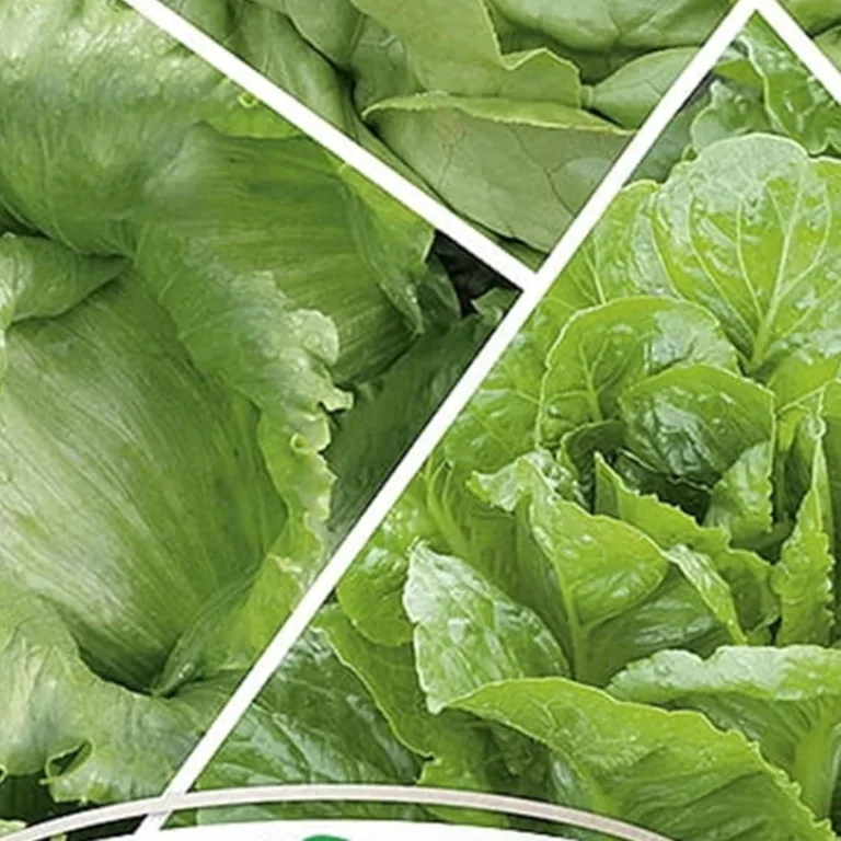 Kresse für Sprossen und Mikroblätter 30g Gemüsesamen, Gemüse Samen Anzucht Saatgut für Gewächshaus Garten – Bild 6