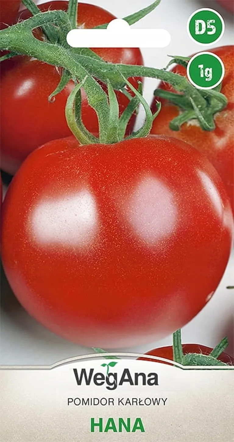 Tomaten Pedro Hybrid F1 0,1g Samen Tomatensamen Robuste Gemüsesamen, Gemüse Samen Anzucht Saatgut für Gewächshaus Garten – Bild 2
