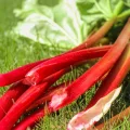 Tomaten Pedro Hybrid F1 0,1g Samen Tomatensamen Robuste Gemüsesamen, Gemüse Samen Anzucht Saatgut für Gewächshaus Garten - Thumbnail 10
