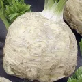 Tomaten Pedro Hybrid F1 0,1g Samen Tomatensamen Robuste Gemüsesamen, Gemüse Samen Anzucht Saatgut für Gewächshaus Garten - Thumbnail 3