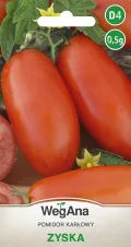 Tomaten Zyska 0,5g Samen Zwergtomate Mittelgroße Tomatensamen Robuste Gemüsesamen Gemüse Samen Anzucht Saatgut Terrasse Garten Gemüsegarten - Thumbnail 1