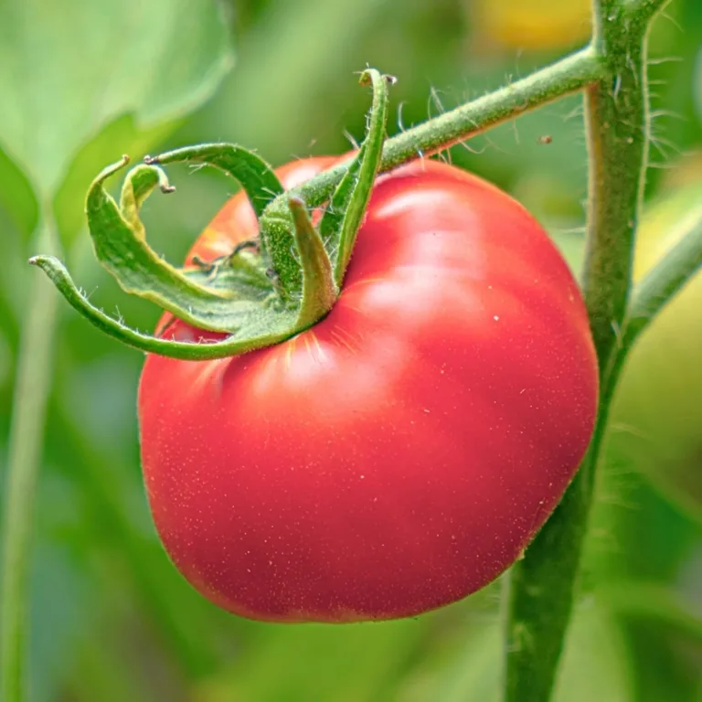 Tomate Adonis Tomatensamen 0,5g, Himbeertomate, Robuste Gemüsesamen, Gemüse Samen, Samen Anzucht, Saatgut für Gewächshaus – Bild 1
