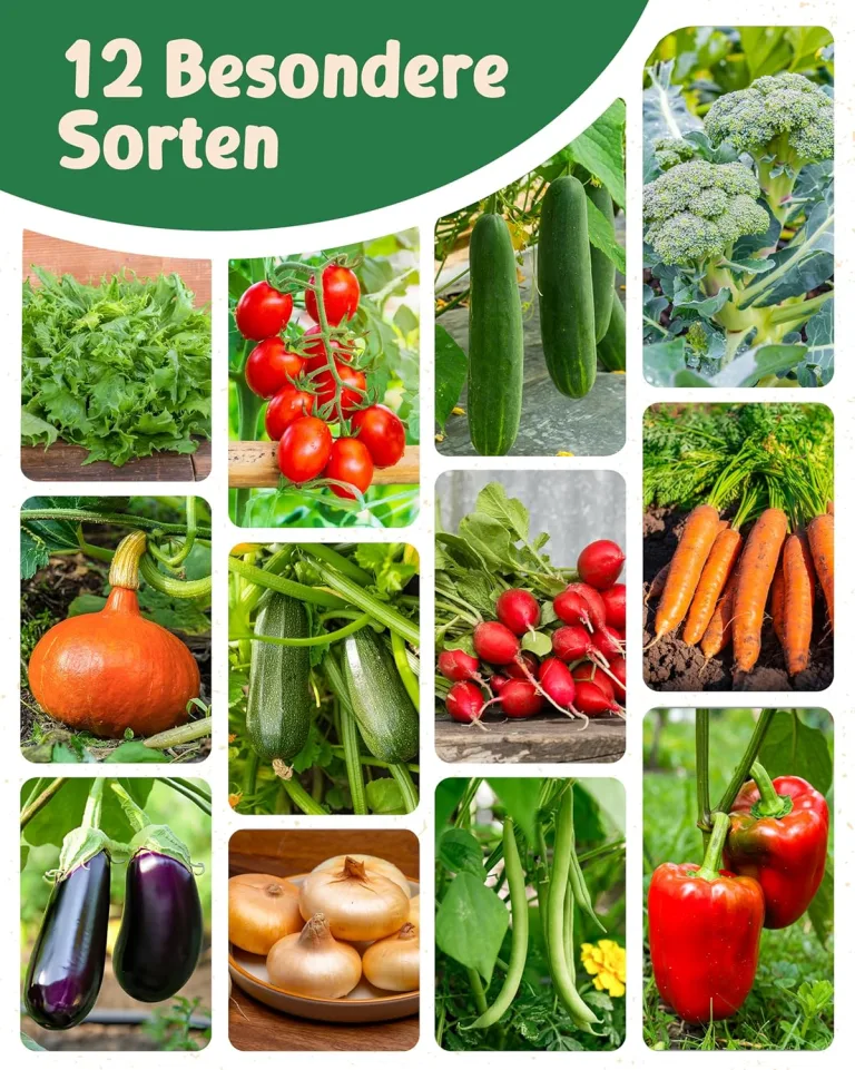 Bio Gemüsesamen Set - 12 Gemüse Samen für den einfachen Anbau im Garten, Balkon oder Hochbeet - ökologisches Saatgut - Pflanzensamen - Gemüsesamenset – Bild 6
