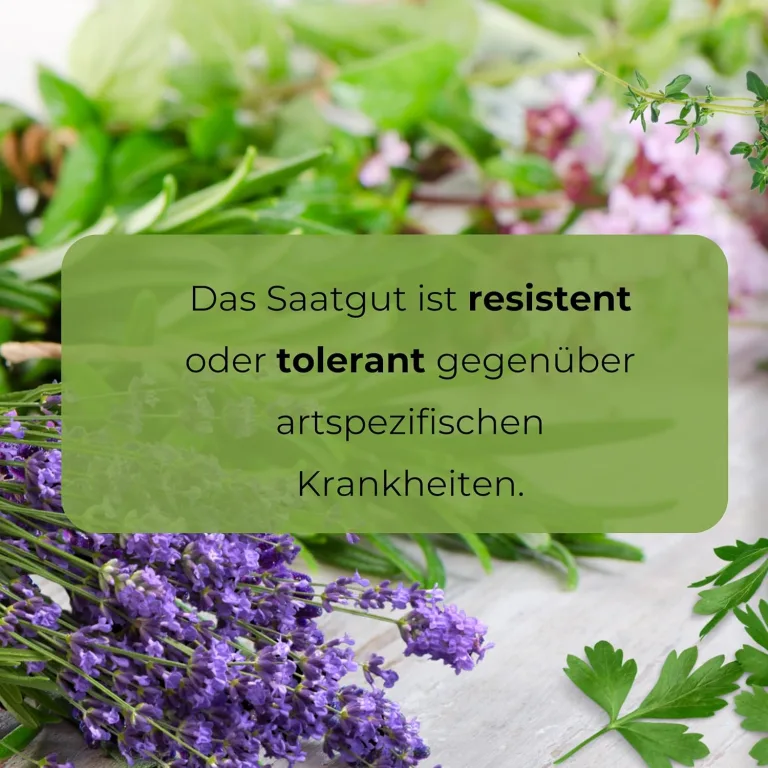 Hohe Gewächshaustomate Roselady F1 0.1g Samen Tomatensamen Robuste Gemüsesamen, Gemüse Samen Anzucht Saatgut für Gewächshaus Garten – Bild 7