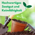 Hohe Gewächshaustomate Roselady F1 0.1g Samen Tomatensamen Robuste Gemüsesamen, Gemüse Samen Anzucht Saatgut für Gewächshaus Garten - Thumbnail 3