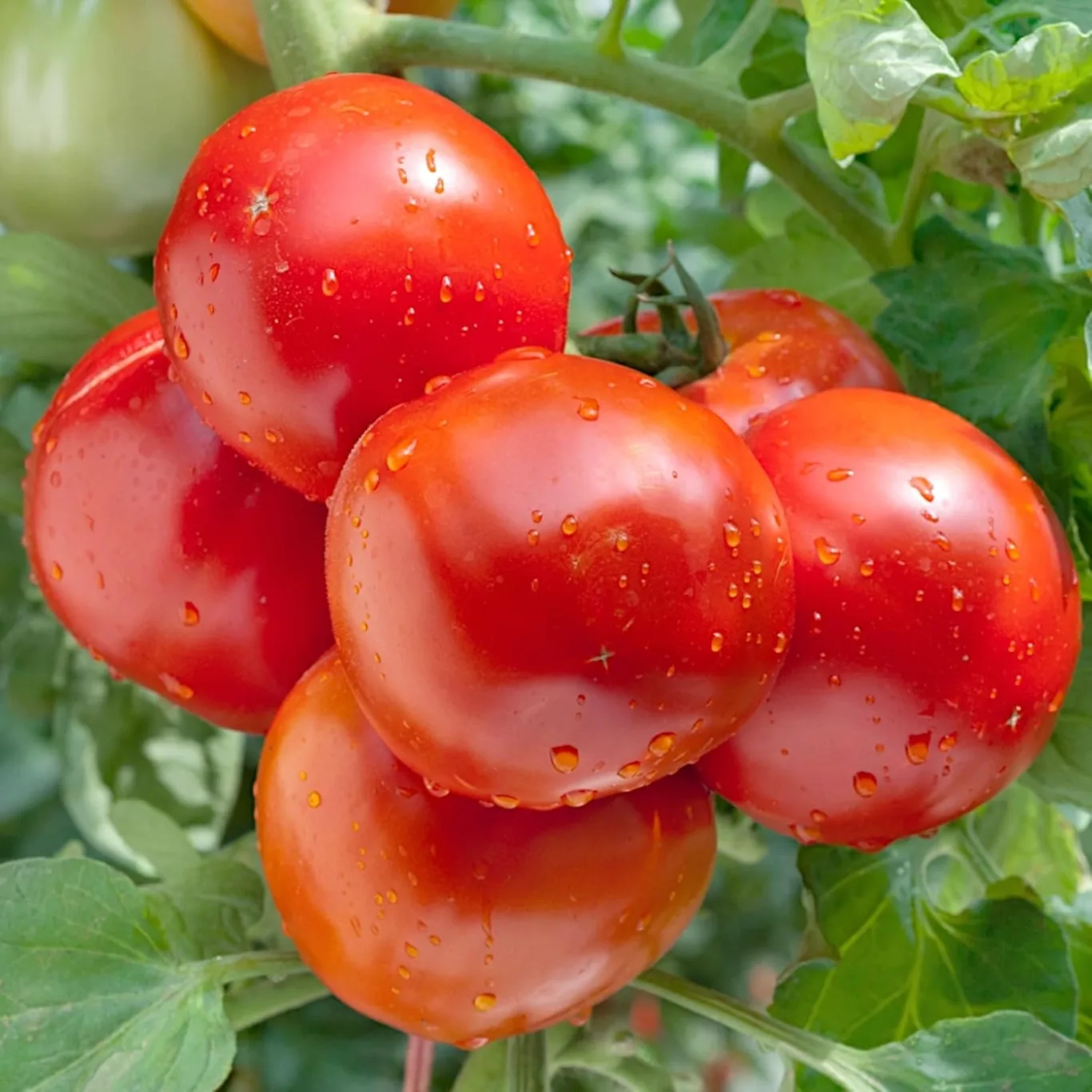 PlantiCo Tomate Janko Hybrid F1 Samen 0.2g Tomatensamen Robuste Gemüsesamen Gemüse Samen Anzucht Saatgut Gewächshaus Garten Gemüsegarten - Bild 1