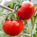 PlantiCo Tomate Janko Hybrid F1 Samen 0.2g Tomatensamen Robuste Gemüsesamen Gemüse Samen Anzucht Saatgut Gewächshaus Garten Gemüsegarten - Thumbnail 2