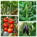 6 Stück Tomaten Rankhilfe 120 cm Höhe Tomate Rankhilfe im Set mit Twist Tie und clips Rankhilfe für Rosen Tomate Kletterpflanzen metall Pflanzenhalter für Tomate, Gurken, Rosen, Garten (Grün) - Thumbnail 8