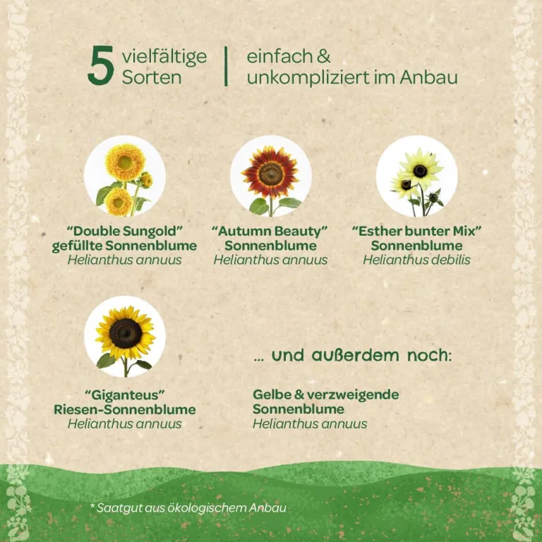 Saatgut-Set mit 5 samenfesten Sonnenblumen-Sorten | Hochwertiges Saatgut | Geschenkidee für Gartenfreunde und Sonnenblumen-Liebhaber zum Geburtstag, Ostern etc. | IFür Garten, Balkon und Terrasse – Bild 5