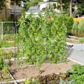 COSTWAY Gurke Rankgitter 180cm hoch, einstellbare Breite, Rankhilfe mit Ranknetz, Garten Gurkengitter Metall, Pflanzenspalier für Kletterpflanzen, Gitterspalier für Gurken Tomaten Efeu, inkl. Zubehör - Thumbnail 9