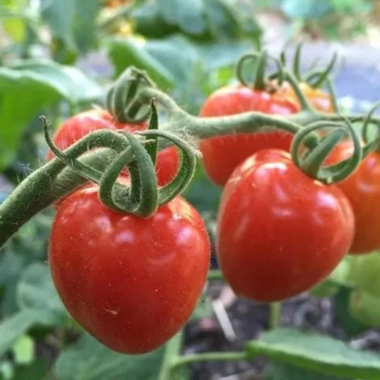 BIO-Tomatensamen Dattelomate "Taubenherz" Samenfest, Süß-Würziger Geschmack, Perfekt für Freiland & Gewächshaus – Bild 2