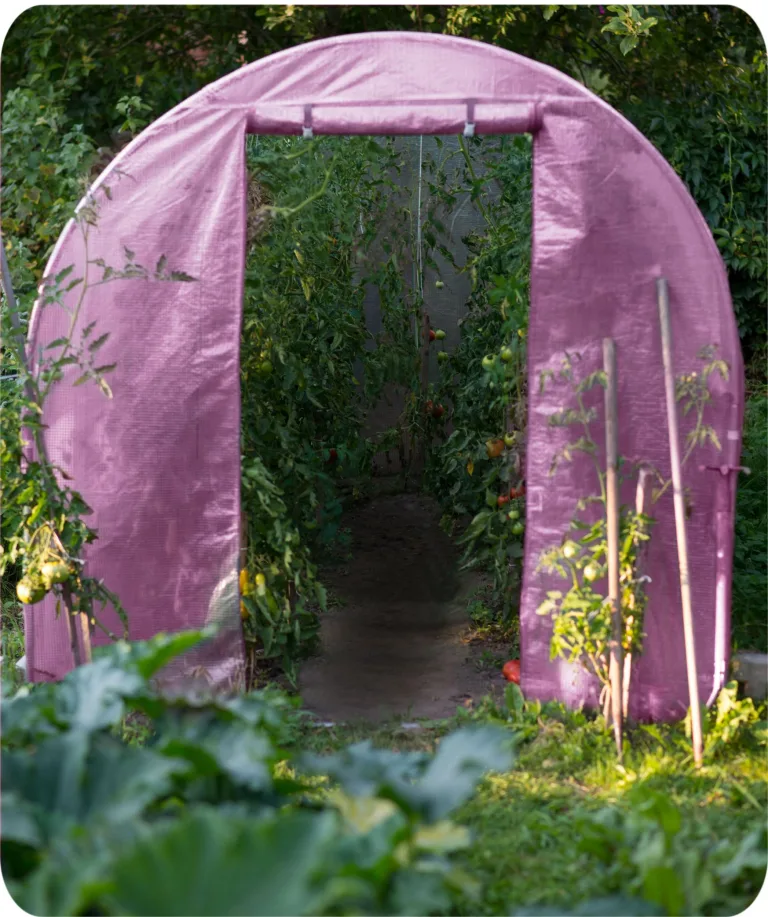 Garten-Gewächshaus Tunnel 2,5 × 4 m - 10 m² Folientunnel mit Stahlrahmen | PE-Folie 140 g/m² UV-beständig | 8 Fenster mit Moskitonetz | Pflanzenschutz | Rosa – Bild 8