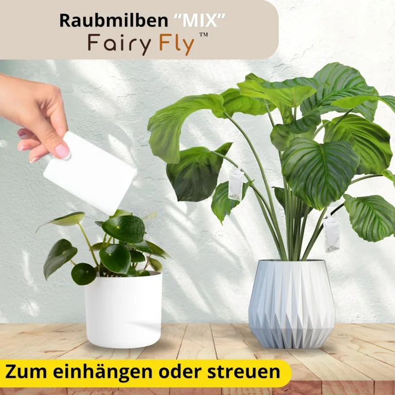 Raubmilben Mix gegen Thripse & Spinnmilben – 30 Tüten (15 x Cucumeris + 15 x Californicus) – Nützlinge für Zimmerpflanzen & Gewächshaus – biologisch & chemiefrei – Bild 3